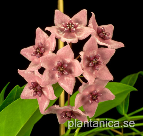 Hoya dennisii rotad kp hos Plantanica webbutik