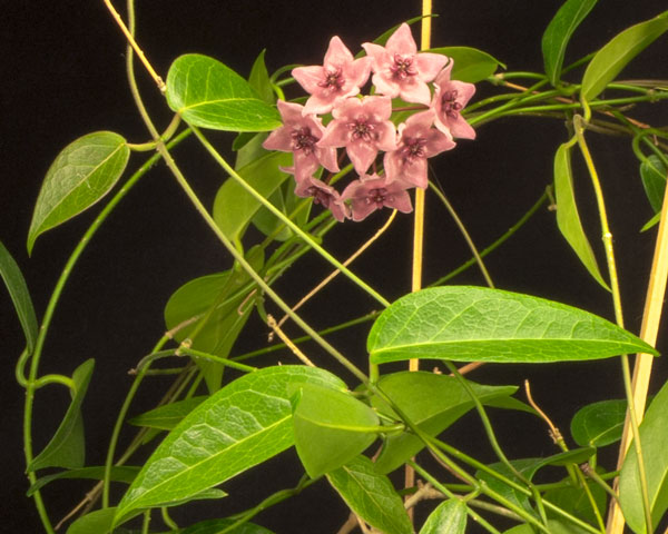 Hoya dennisii rotad kp hos Plantanica webbutik