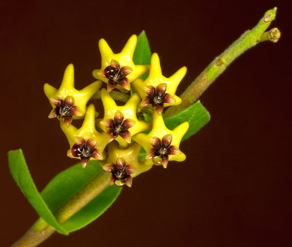 Hoya densifolia rotad kp hos Plantanica webbutik