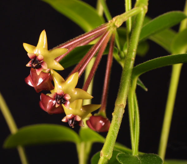 Hoya densifolia orotad kp hos Plantanica webbutik