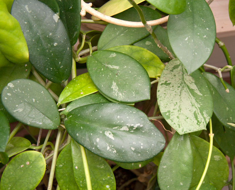 Hoya diversifolia IML 83 rotad kp hos Plantanica webbutik