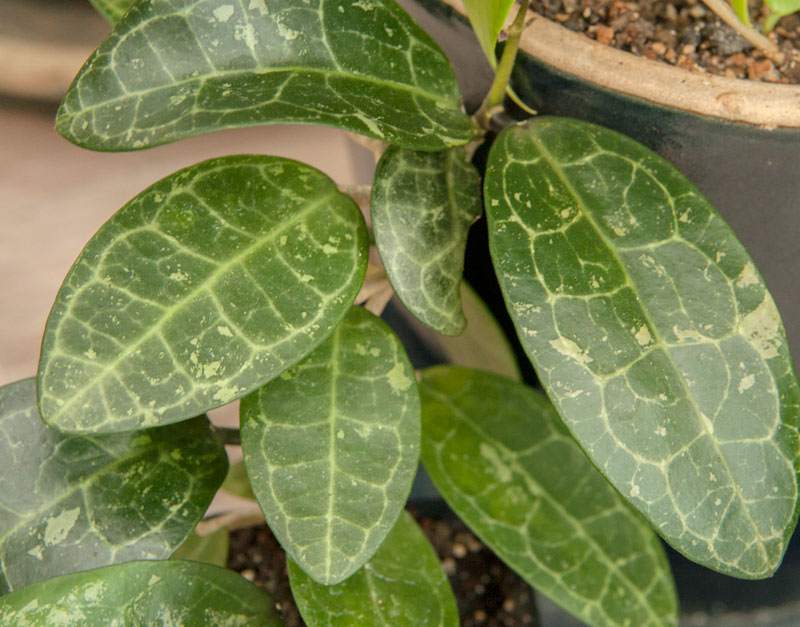 Hoya elliptica orotad kp hos Plantanica webbutik