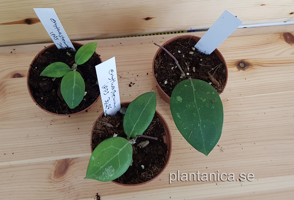 Hoya erythrostemma IPPS 3026 rotad kp hos Plantanica webbutik