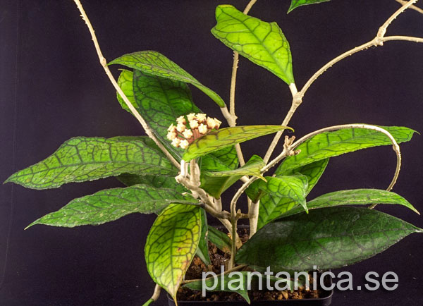 Hoya finlaysonii Nova rotad kp hos Plantanica webbutik