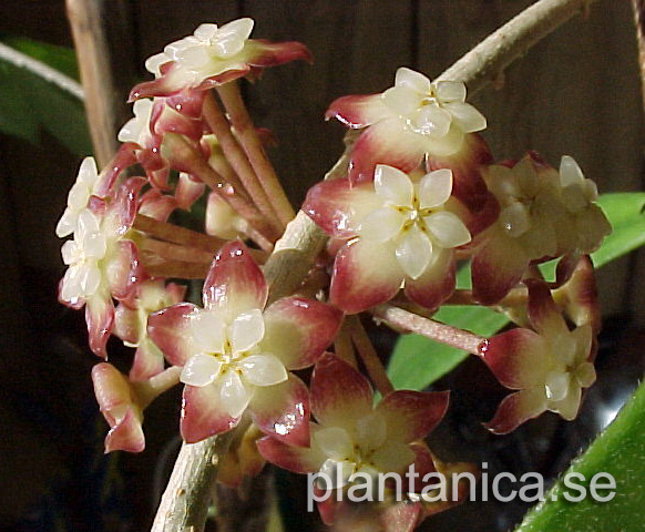 Hoya finlaysonii rotad kp hos Plantanica webbutik