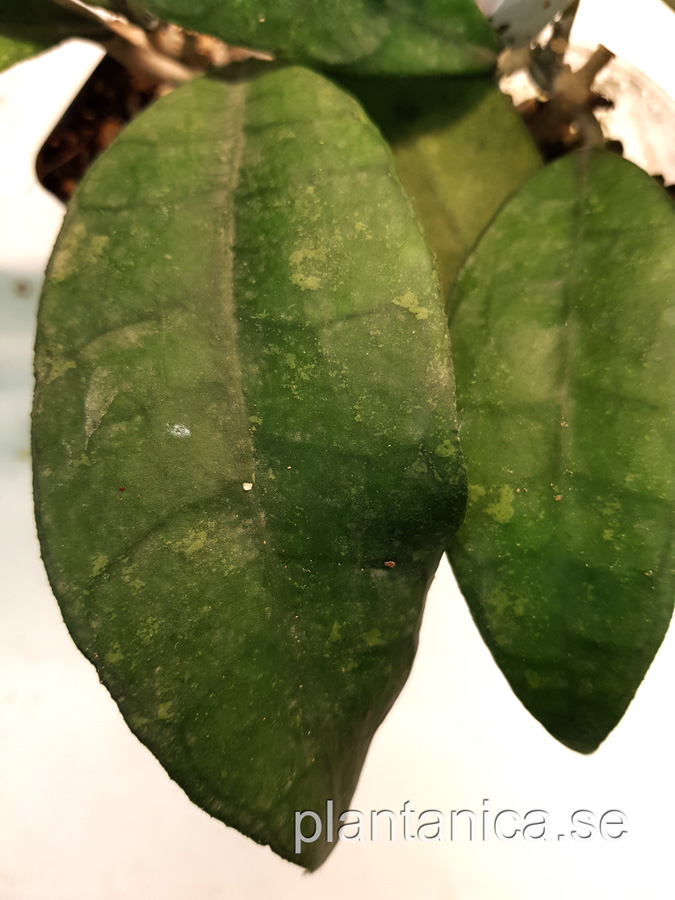 Hoya finlaysonii costa midrib - rotad kp hos Plantanica webbutik