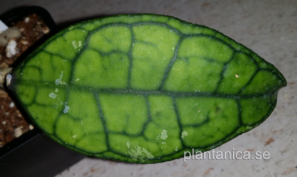 Hoya finlaysonii Petchaburi - orotad kp hos Plantanica webbutik