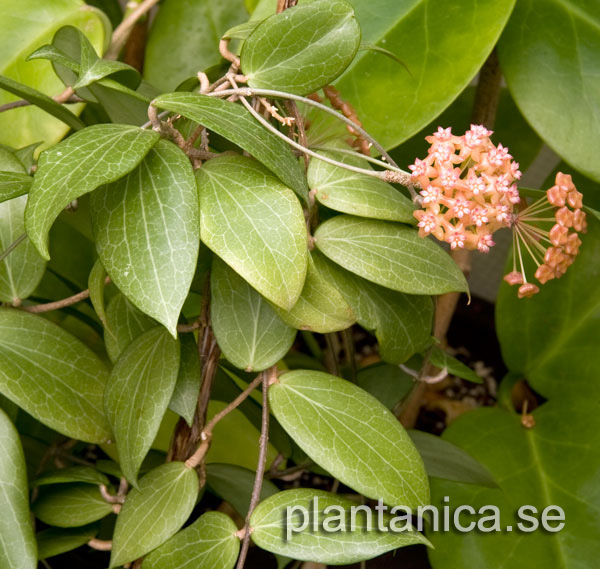 Hoya fitchii rotad kp hos Plantanica webbutik