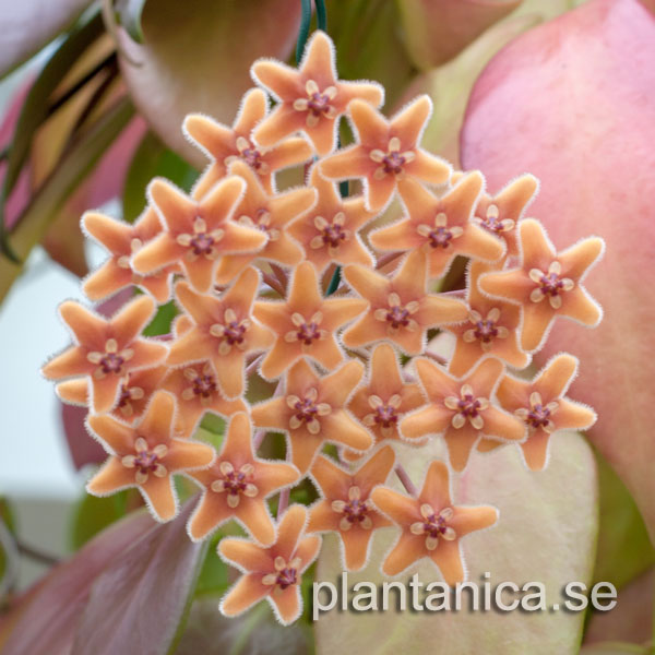 Hoya flavida MT Gallego IML 423 - rotad kp hos Plantanica webbutik