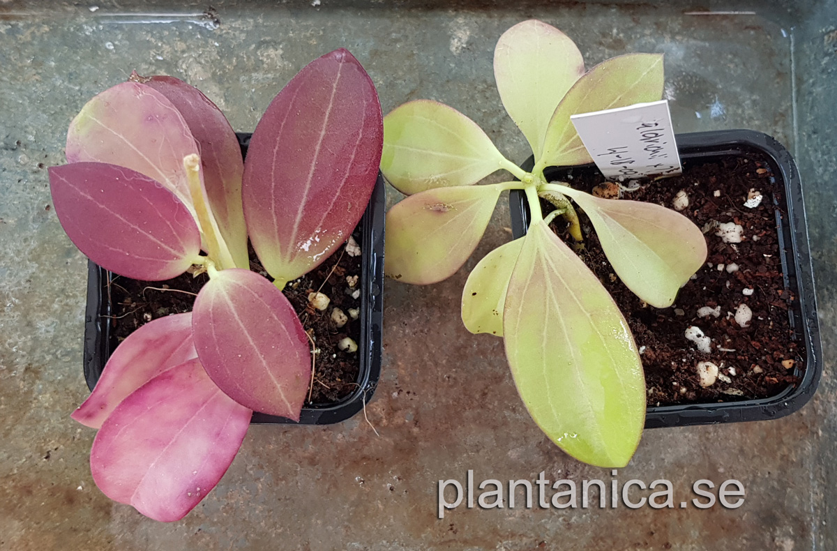 Hoya aldrichii - frplanta 6-18-09 kp hos Plantanica webbutik