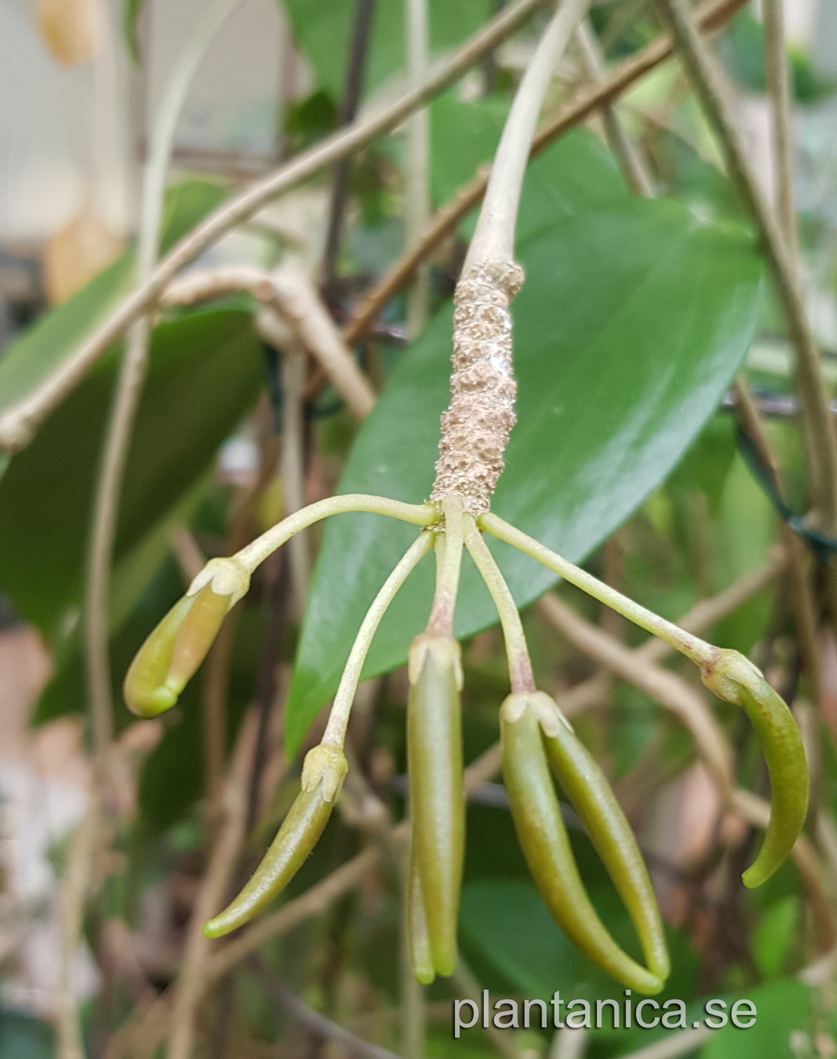 Hoya aldrichii - frplanta 2-08-09 kp hos Plantanica webbutik