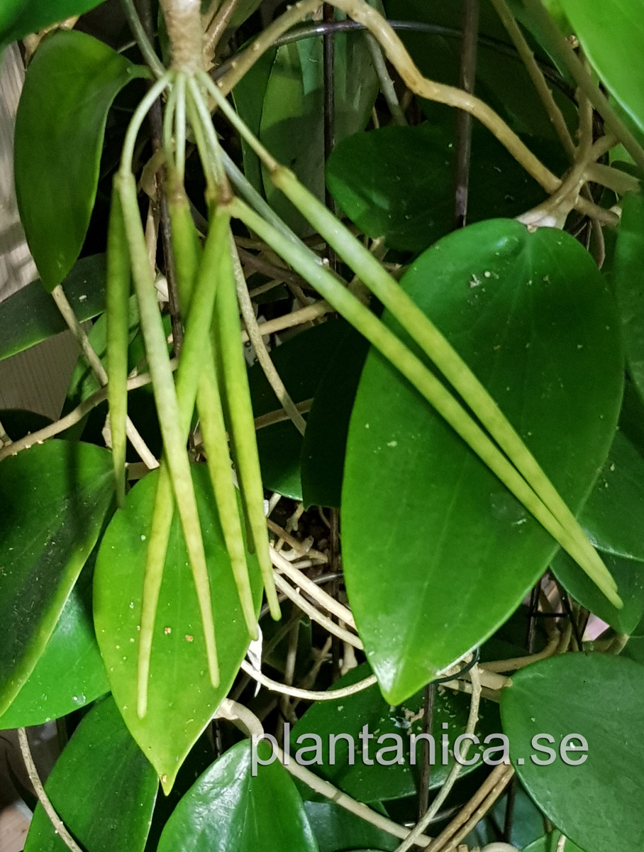 Hoya aldrichii - frplanta 4-18-09 kp hos Plantanica webbutik