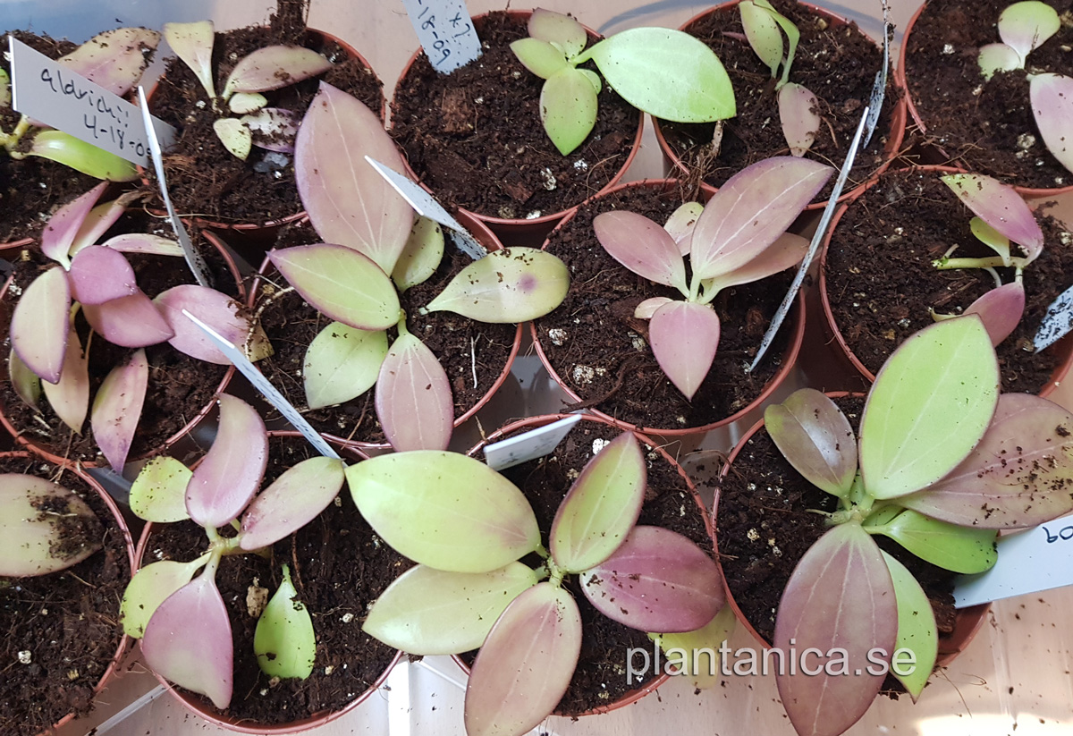 Hoya aldrichii - fröplanta 6-18-09 köp hos Plantanica webbutik