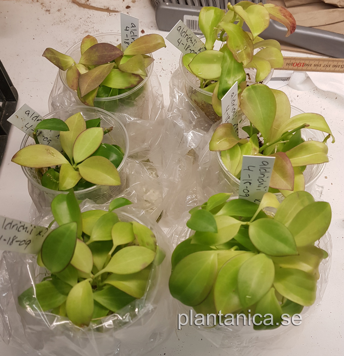 Hoya aldrichii - frplanta 3-18-09 kp hos Plantanica webbutik