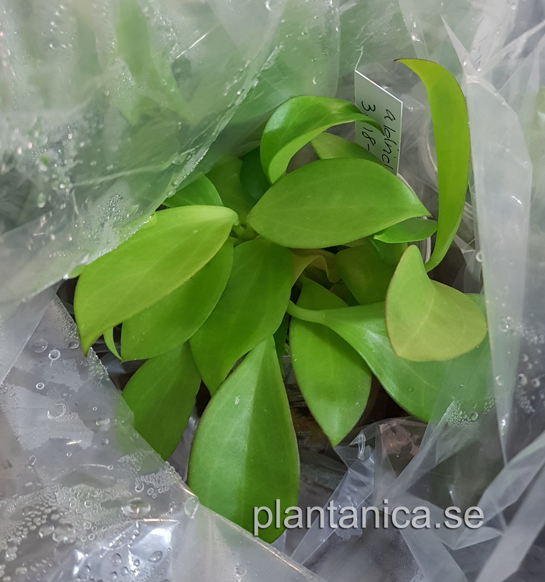 Hoya aldrichii - frplanta 2-08-09 kp hos Plantanica webbutik