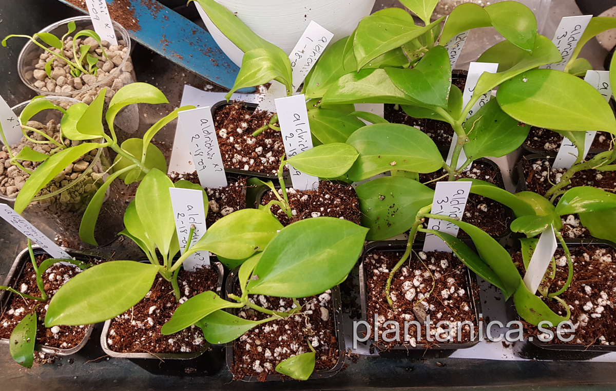 Hoya aldrichii - fröplanta 6-18-09 köp hos Plantanica webbutik