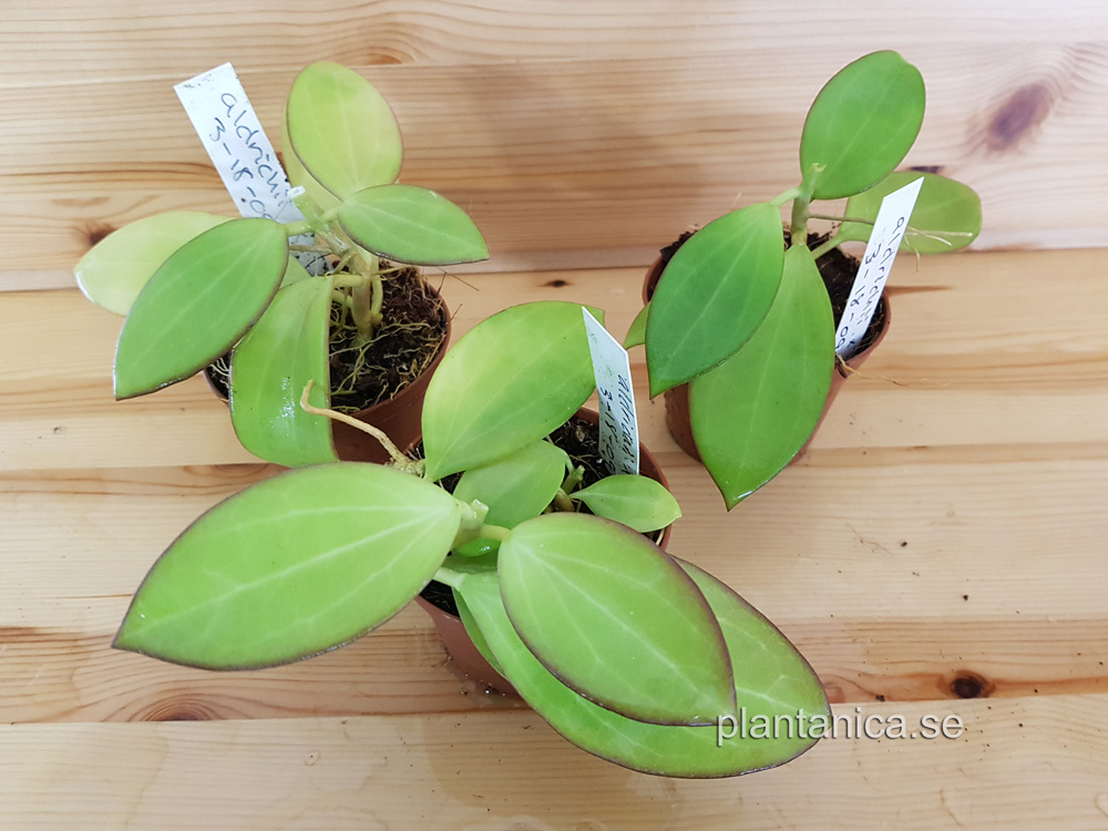 Hoya aldrichii - frplanta 3-18-09 kp hos Plantanica webbutik