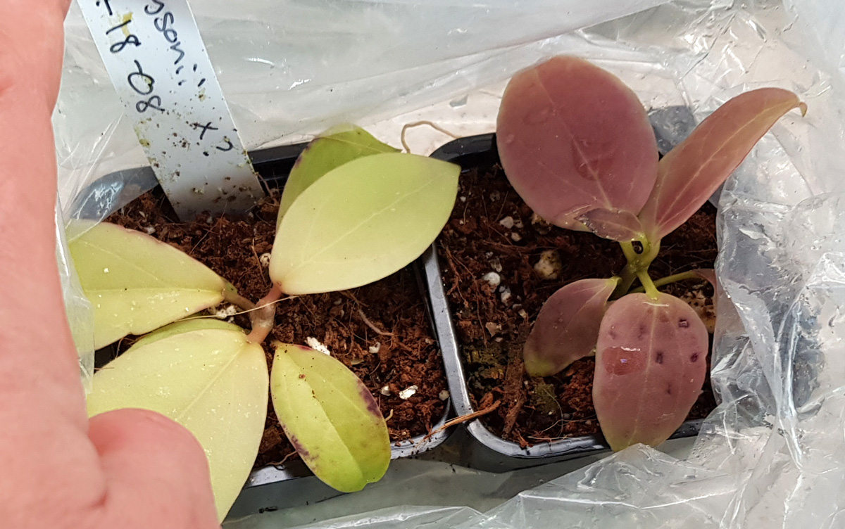 Hoya finlaysonii - frplanta - 1-18-08 kp hos Plantanica webbutik