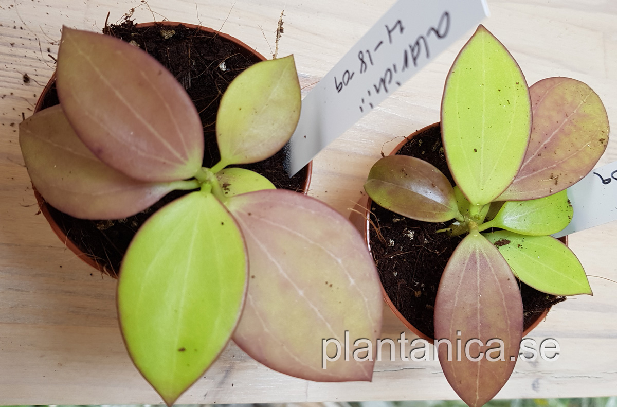 Hoya aldrichii - frplanta 4-18-09 kp hos Plantanica webbutik