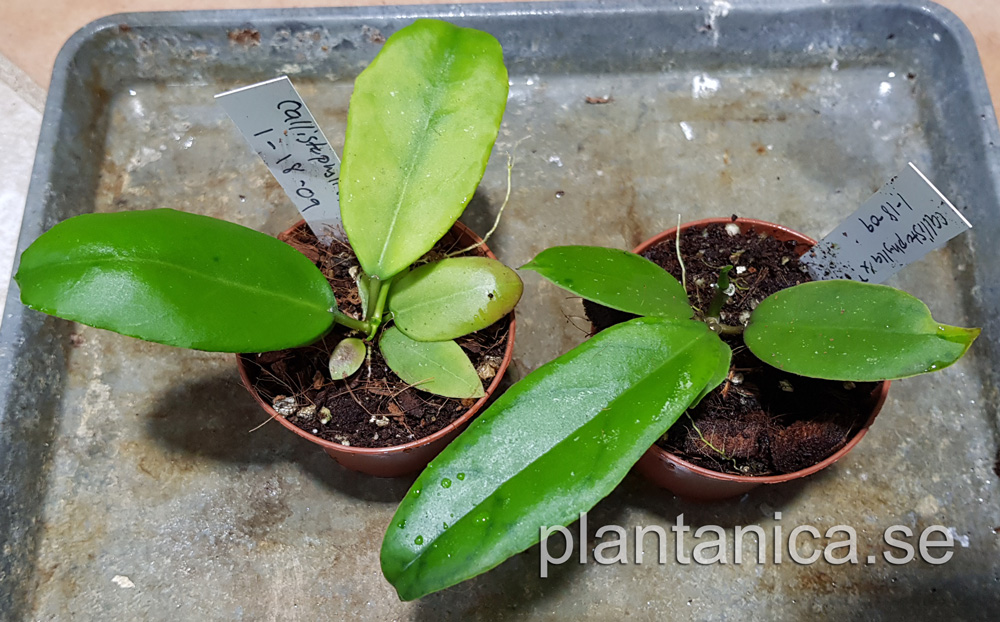 Hoya callistophylla - frplanta - 1-18-09 kp hos Plantanica webbutik