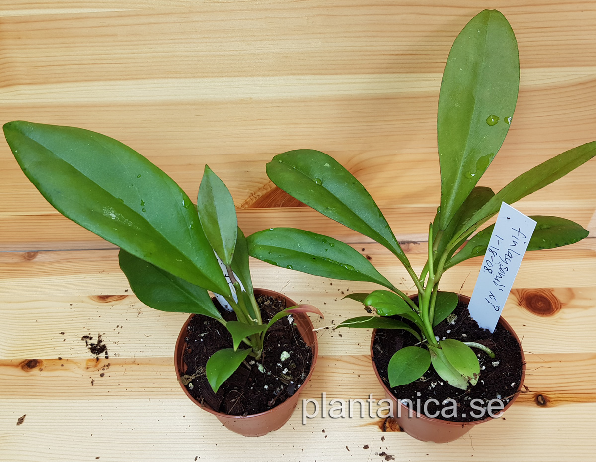 Hoya finlaysonii - frplanta - 1-18-08 kp hos Plantanica webbutik