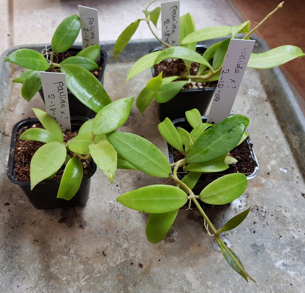 Hoya pallida - frplanta - 2-18-09 kp hos Plantanica webbutik