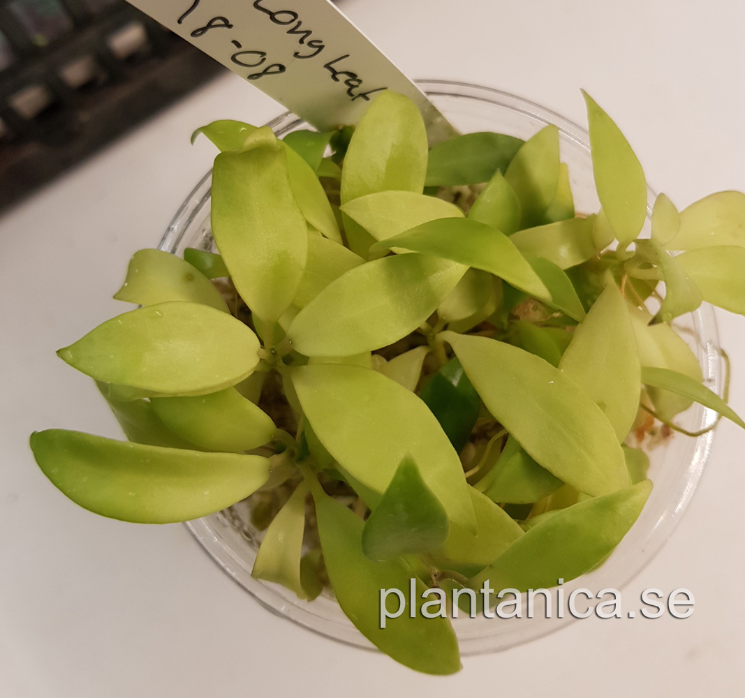 Hoya lacunosa Long Leaf - frplanta - 3-18-08 kp hos Plantanica webbutik