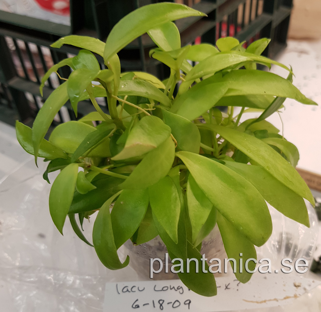 Hoya lacunosa Long Leaf - frplanta - 6-18-09 kp hos Plantanica webbutik