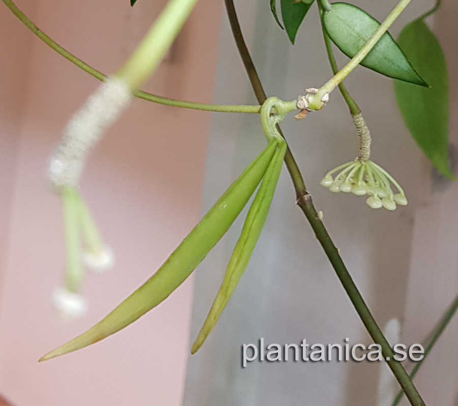 Hoya lacunosa Long Leaf - frplanta - 1-18-08 kp hos Plantanica webbutik