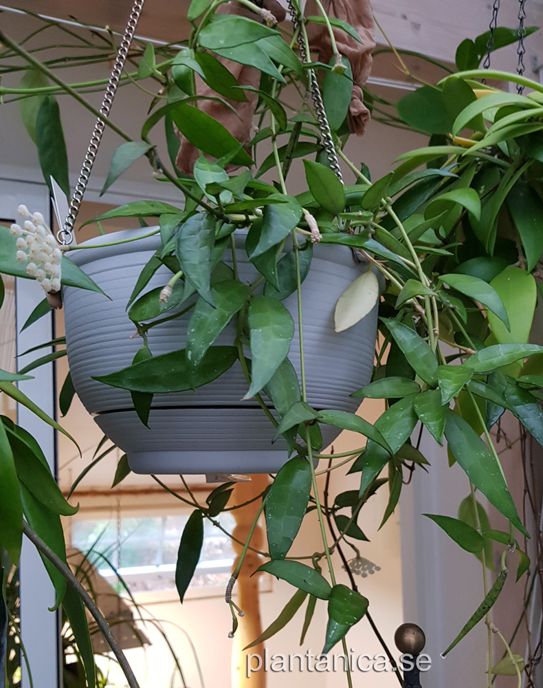 Hoya lacunosa Long Leaf - frplanta - 1-18-08 kp hos Plantanica webbutik