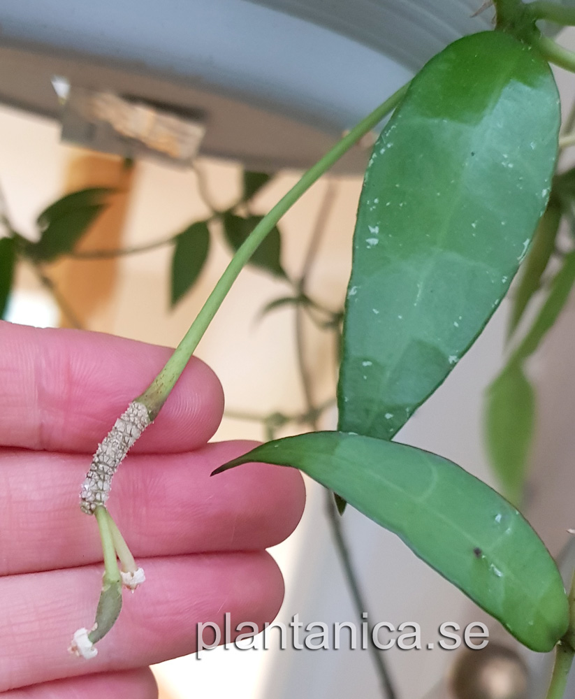 Hoya lacunosa Long Leaf - frplanta - 3-18-08 kp hos Plantanica webbutik
