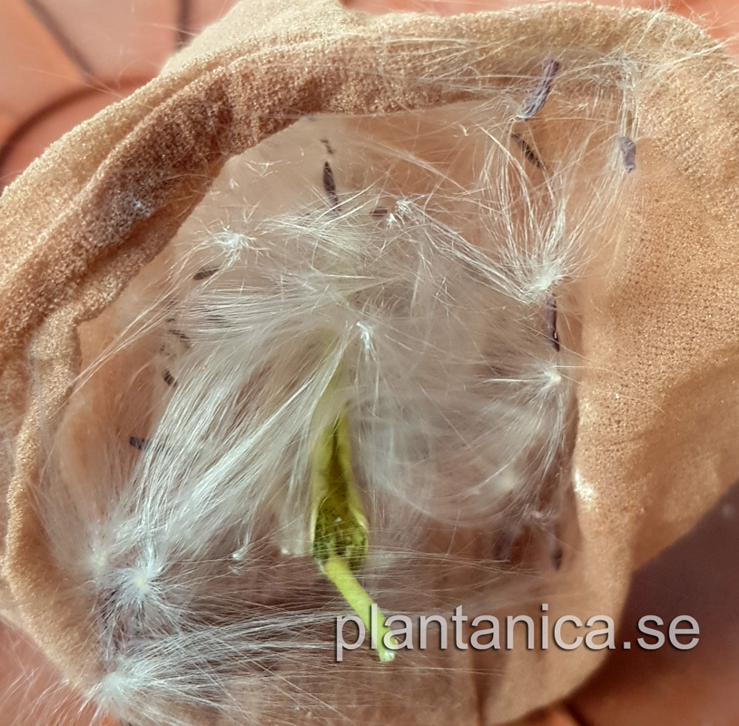 Hoya lacunosa Long Leaf - frplanta - 6-18-09 kp hos Plantanica webbutik