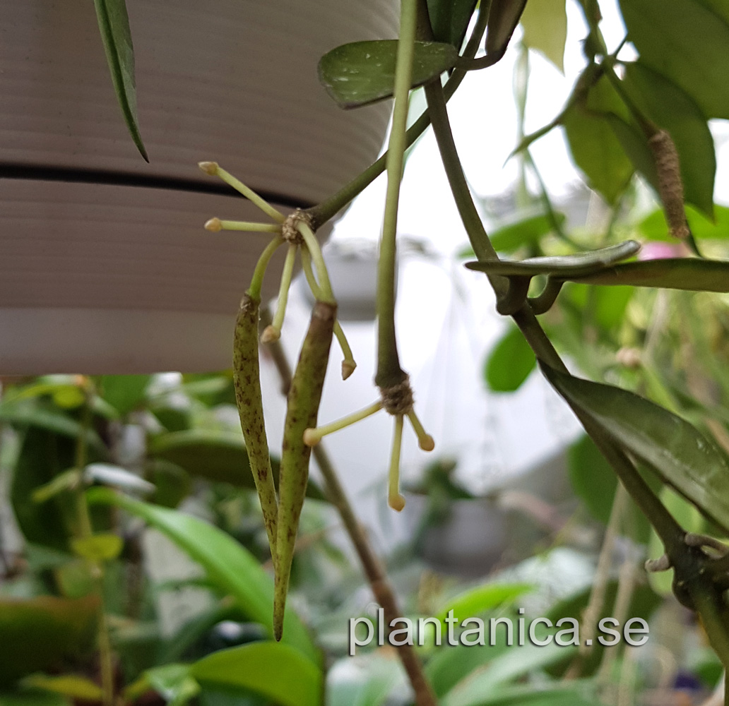 hoya lacunosa frökapslar plantanica odling växter fröer