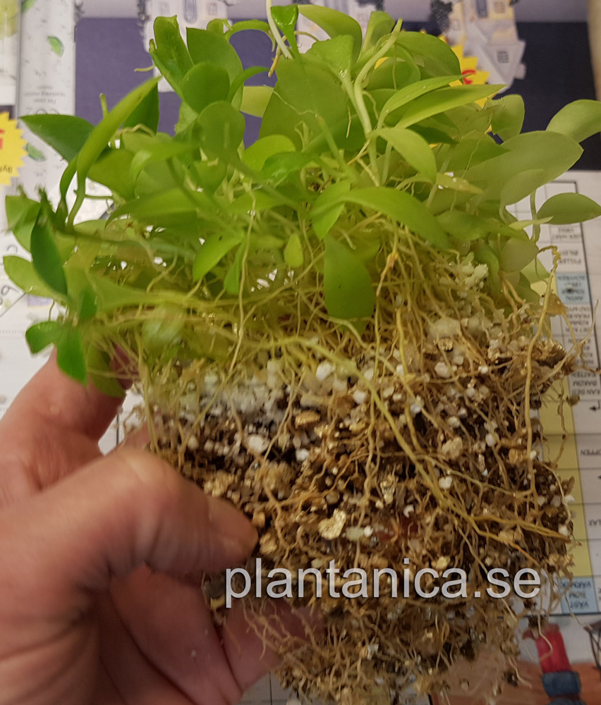 Hoya lacunosa - frplanta - 5-18-09 kp hos Plantanica webbutik