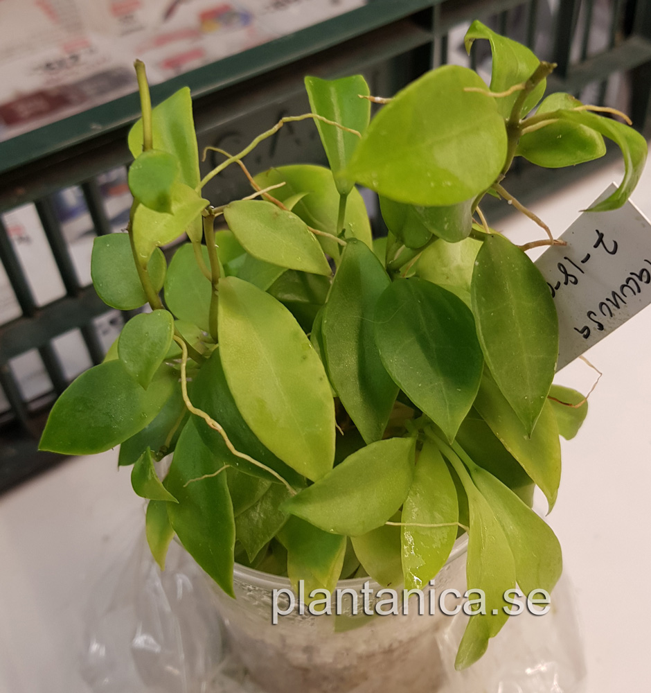 Hoya lacunosa - frplanta 7-18-09 kp hos Plantanica webbutik