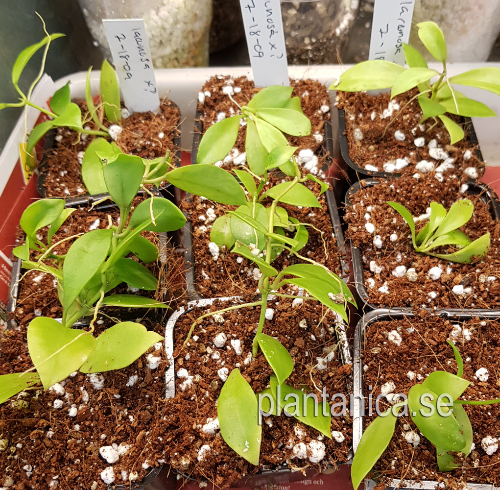 Hoya lacunosa - frplanta 7-18-09 kp hos Plantanica webbutik