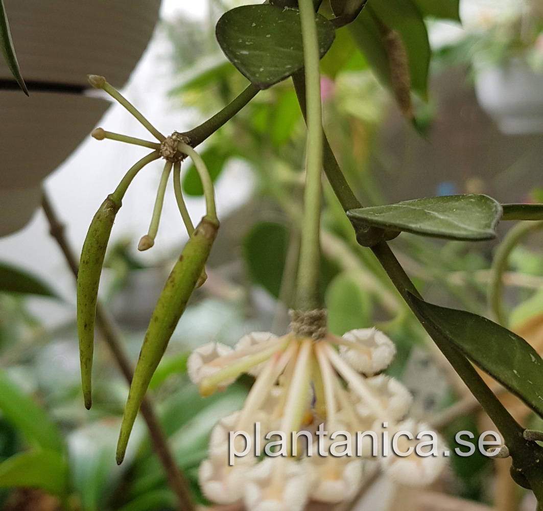 Hoya lacunosa - frplanta - 5-18-09 kp hos Plantanica webbutik