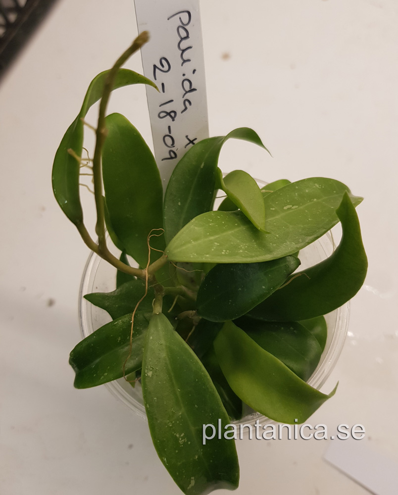Hoya pallida - frplanta - 2-18-09 kp hos Plantanica webbutik
