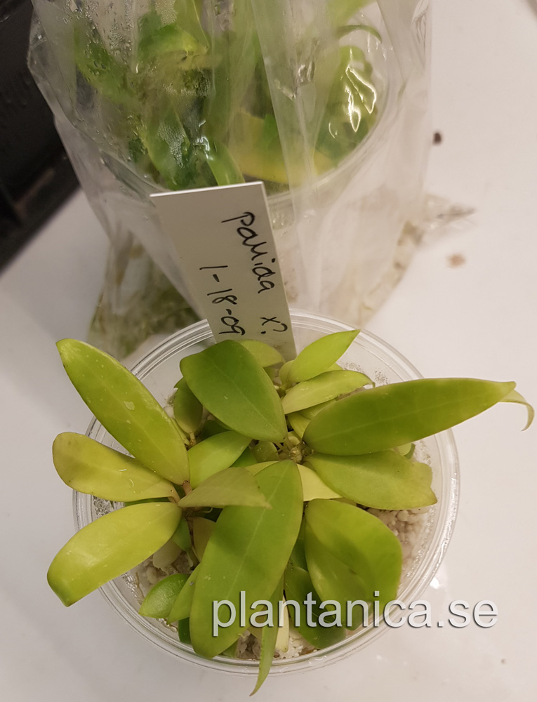 Hoya pallida - frplanta - 1-18-09 kp hos Plantanica webbutik