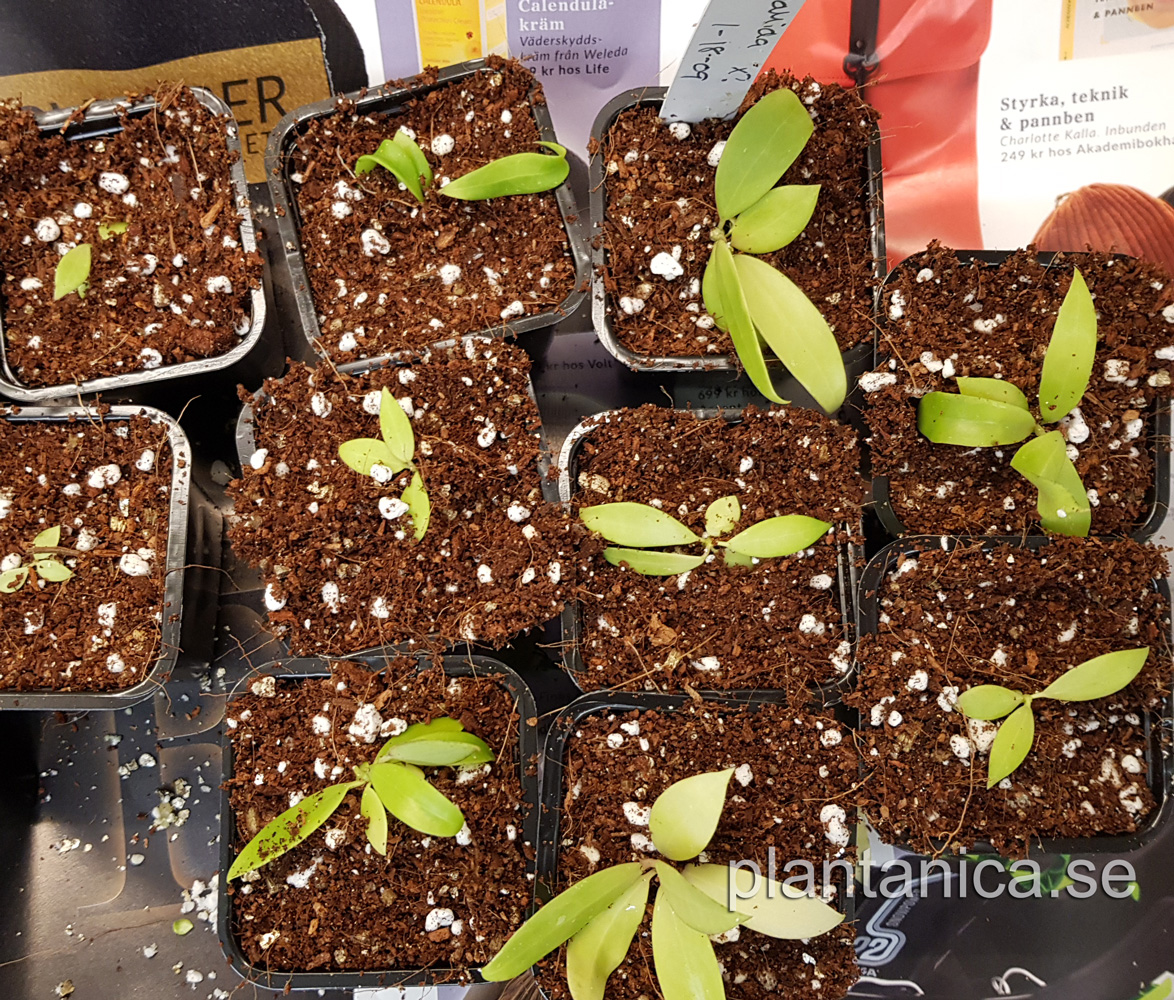 Hoya pallida - frplanta - 1-18-09 kp hos Plantanica webbutik