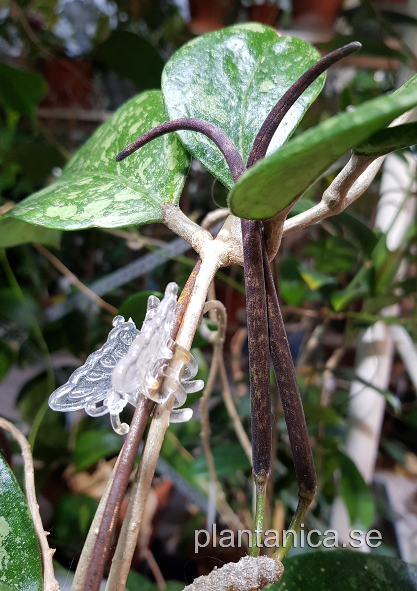 Hoya sp Ko Chang - frplanta - 1-18-08 kp hos Plantanica webbutik