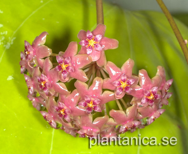 Hoya glabra Ulu Apin Apin rotad kp hos Plantanica webbutik