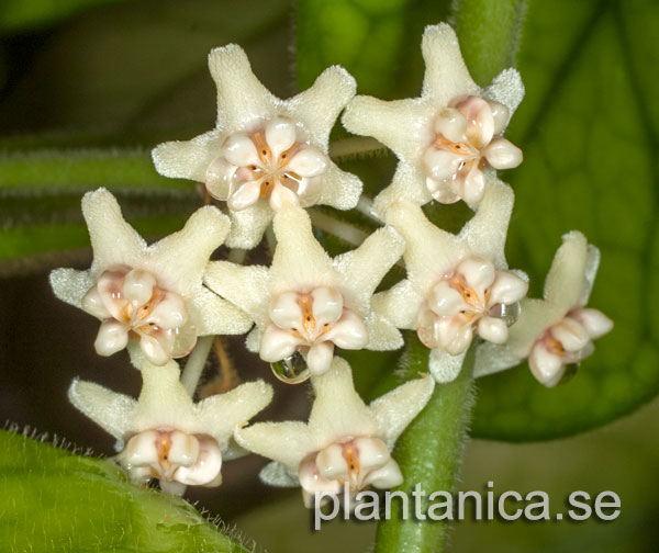 Hoya globulosa rotad kp hos Plantanica webbutik
