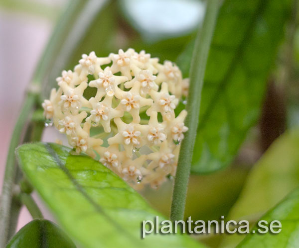 Hoya globulosa rotad kp hos Plantanica webbutik