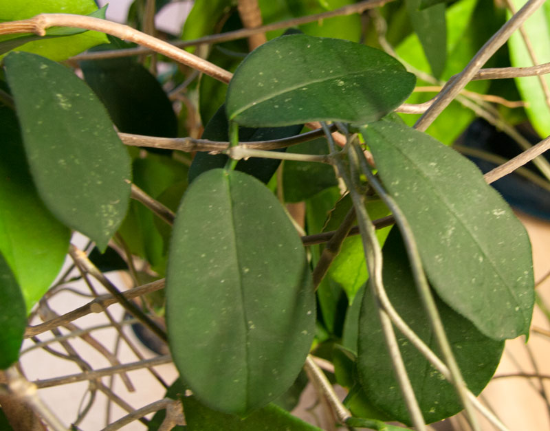 Hoya graveolens orotad kp hos Plantanica webbutik