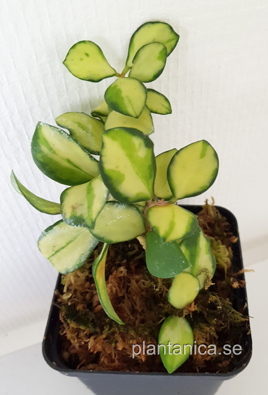 Hoya heuschkeliana variegata - planta köp hos Plantanica webbutik