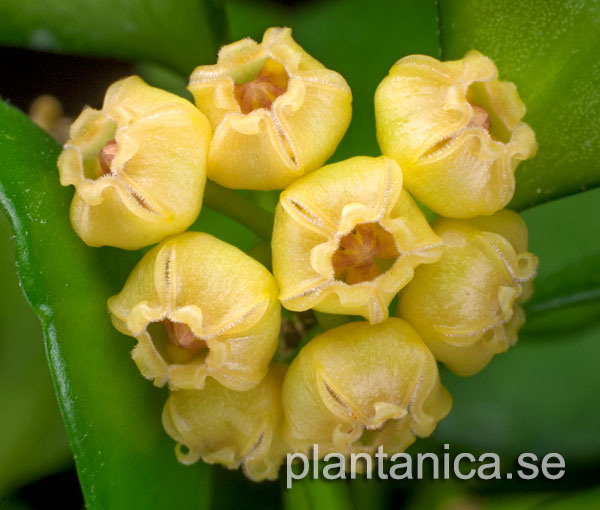 Hoya heuschkeliana Yellow rotad kp hos Plantanica webbutik