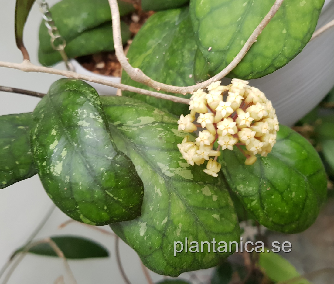 Hoya Irina - orotad liten stickling köp hos Plantanica webbutik