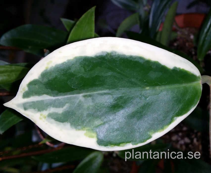 Hoya incrassata albomarginata rotad kp hos Plantanica webbutik