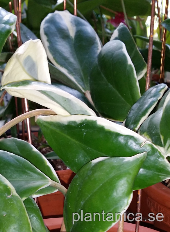 Hoya incrassata albomarginata orotad kp hos Plantanica webbutik